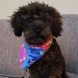 Poodles from Pixie Poodles