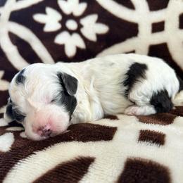 Spot - Brown female Poodle puppy in Mineral Wells, Texas from S.H.A.R.P.’s Toy Poodles