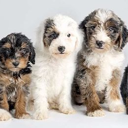 Bernedoodles from G Rock Doodles