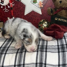 Girl 7 - Blue merle female Australian Shepherd puppy in Kentland, Indiana from Pine Grove Aussies