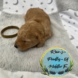 Girl 2 - Poodle puppy in Shelbyville, Tennessee from Rains Poodles Of Middle TN