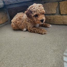 Pekingese, Poodle, and Shih Tzu Puppies from Happy puppies