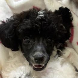 Poodle Puppies from Lixira Poodles