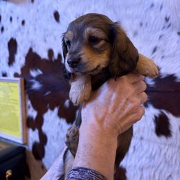 Dachshund Puppies from SchmitZ Dachshunds On The  Concho