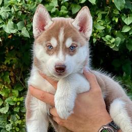 Vela - Red and white female Siberian Husky puppy in Yelm, Washington from KPM Siberians