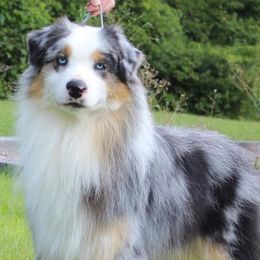 Australian Shepherds and German Shepherds from Coal Creek Australian Shepherd's
