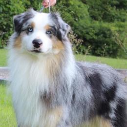 Australian Shepherds and German Shepherds from Coal Creek Australian Shepherd's