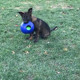 German Shepherd Puppies from Kennel z Aksamit
