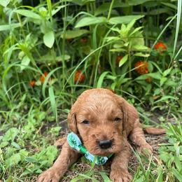 Anchor - Red  male Goldendoodle puppy in Camden, North Carolina from Oopsie Doodles of NC