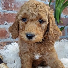 Goldendoodles from Goldilocks Doodles