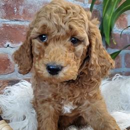 Goldendoodles from Goldilocks Doodles