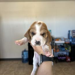 Girl 1 - Brown black and white female Basset Hound puppy in Las Animas, Colorado from J&D Dachsies