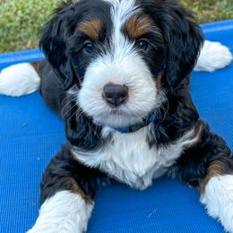 Bender - Tri-color Bernedoodle puppy in Florence, South Carolina from Candy Doodles