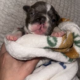 French Bulldog Puppies from Frenchie Wednesdays