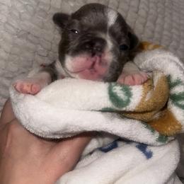 French Bulldog Puppies from Frenchie Wednesdays