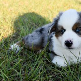 Miniature Australian Shepherd Puppies from Knockout Aussies
