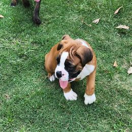 Boxer Puppies from Liebe Boxers