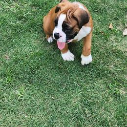 Boxer Puppies from Liebe Boxers