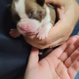 Boy 3 - Red male Boston Terrier puppy in Galveston, Indiana from Amanda's Terriers