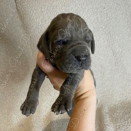 Great Dane Puppies from Parker's Great Danes