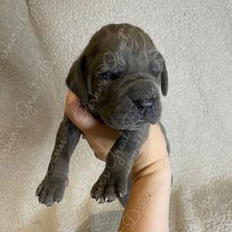 Great Dane Puppies from Parker's Great Danes