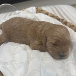 Gracie - Cream female Goldendoodle puppy in Salem, Utah from Karmadoodlee