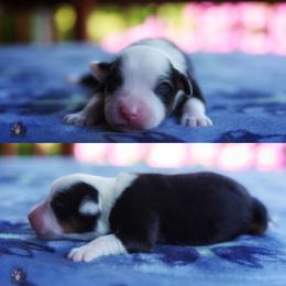 Loretta (full tail) - Black tri female Miniature American Shepherd puppy in Battle Ground, Washington from Casita Miniature American Shepherds