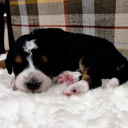 Flint - Black phantom male Aussiedoodle puppy in Orange Cove, California from Sand Creek Ranch Aussiedoodles
