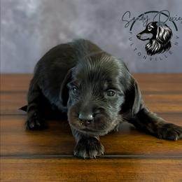 Salem - Black and tan male Dachshund puppy in Fultonville, New York from Sandy Aussies, Mini Dachshunds & Pomeranians