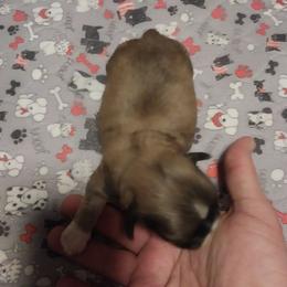 Boy 3 - Black gold and white male Shih Tzu puppy in Eastanollee, Georgia from G & J Shih Tzu