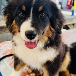Miniature American Shepherd puppies from Bouchard’s Best Shepherds