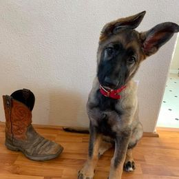 German Shepherds from Broken Arrow AKC German Shepherds