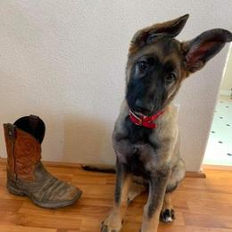 German Shepherds from Broken Arrow AKC German Shepherds