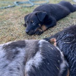 Venture - Black and rust Beauceron puppy in Haslet, Texas from Wanderlust Beaucerons