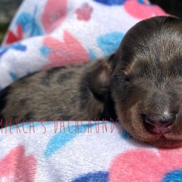 Kuromi - Black and tan Dachshund puppy in Orem, Utah from Miekca’s Dachshunds