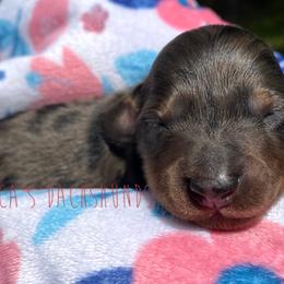 Kuromi - Black and tan Dachshund puppy in Orem, Utah from Miekca’s Dachshunds