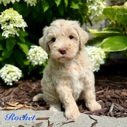 Rocket - Yellow and white male Bernedoodle puppy in Midland, Michigan from Northern Charm Farm