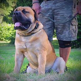 Boerboel All Grown Up from Cascade Boerboels