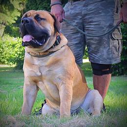 Boerboel All Grown Up from Cascade Boerboels
