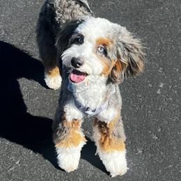 Riggley - Bernedoodle
