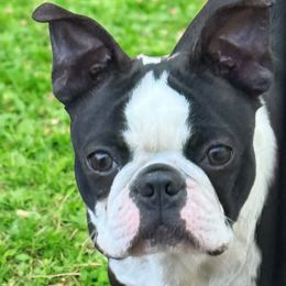 Remy - Boston Terrier