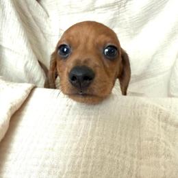 Boy 3 - Cream male Dachshund puppy in Moriarty, New Mexico from Lil Smokey’s of New Mexico