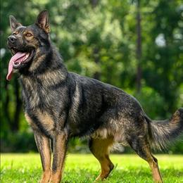 Sambo Klimsvevik - Sable male German Shepherd puppy in Winchester, Kentucky from Del Lago Canine