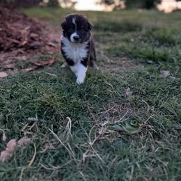 Ruthie - Black tri-color female Australian Shepherd puppy in Denton, North Carolina from Double R Farm Aussies