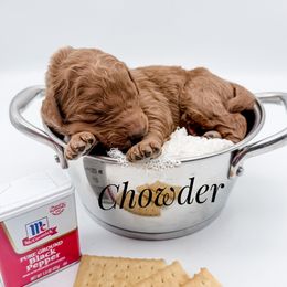 Chowder - Red  male Goldendoodle puppy in Mecklenburg County, North Carolina from Rustic Road Doodles