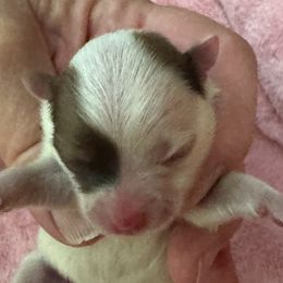 Girl 3 - Orange parti female Pomeranian puppy in Silver Springs, New York from Humehill