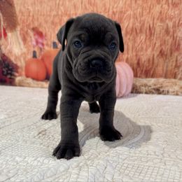 Olive - Gray female Cane Corso puppy in Loogootee, Indiana from Walnut Creek Cane Corso