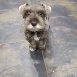 Miniature Schnauzer Puppies from L & R Miniature Schnauzers