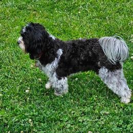 Rollo - Black white and silver male Shihpoo puppy in Eldon, Missouri from B&B Designer Shihpoo’s