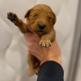 Black Collar - Dark golden female Golden Retriever puppy in Turtlepoint, Pennsylvania from Allegheny River Retrievers